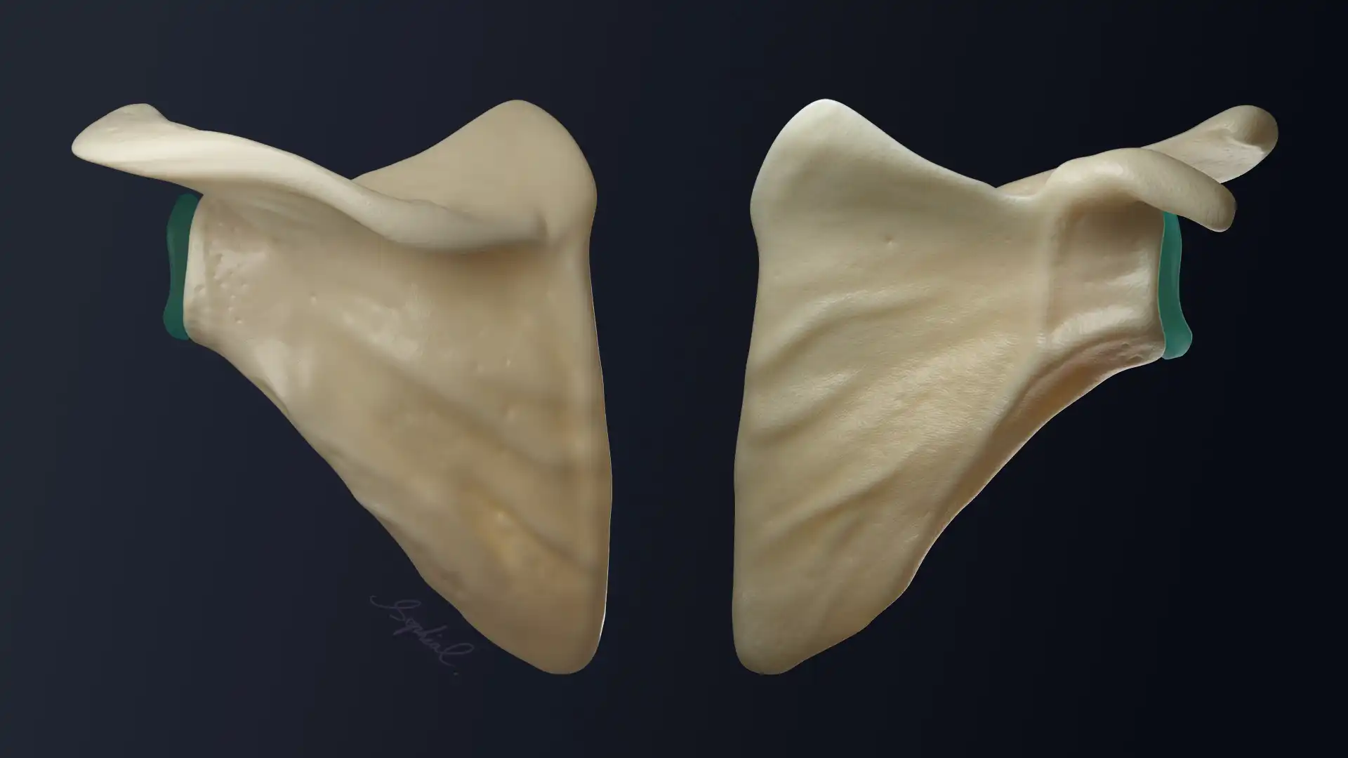 3D Render of the Scapula