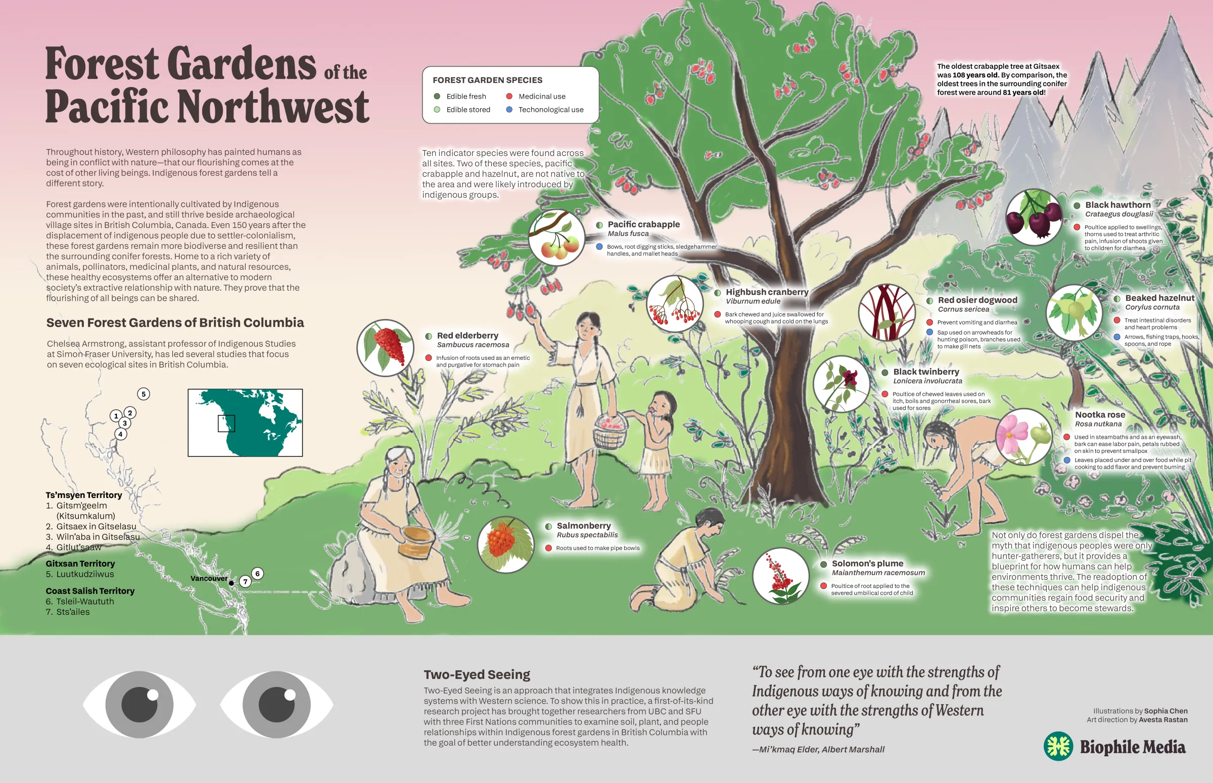 Earlier full-color draft of the forest gardens infographic