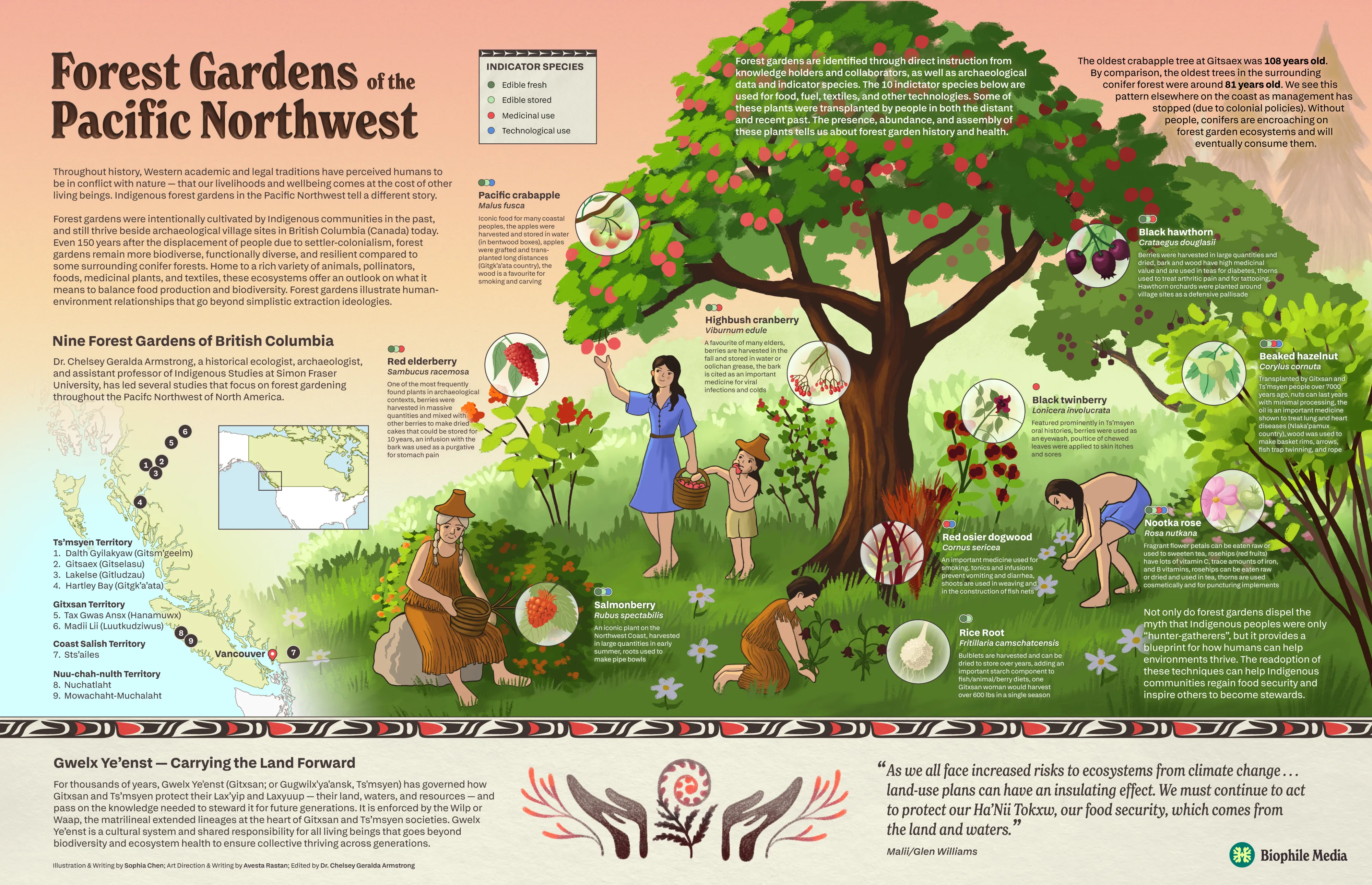 Forest Gardens of the Pacific Northwest - Illustrator, Procreate
