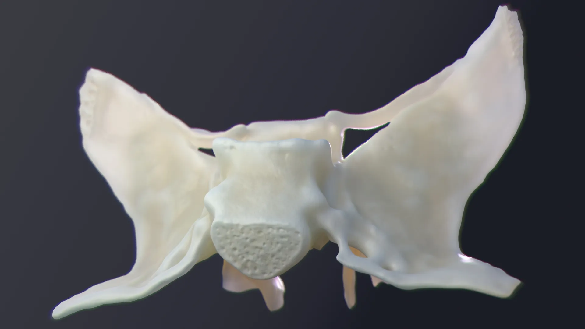 3D Render of the Sphenoid Bone, Posterior View