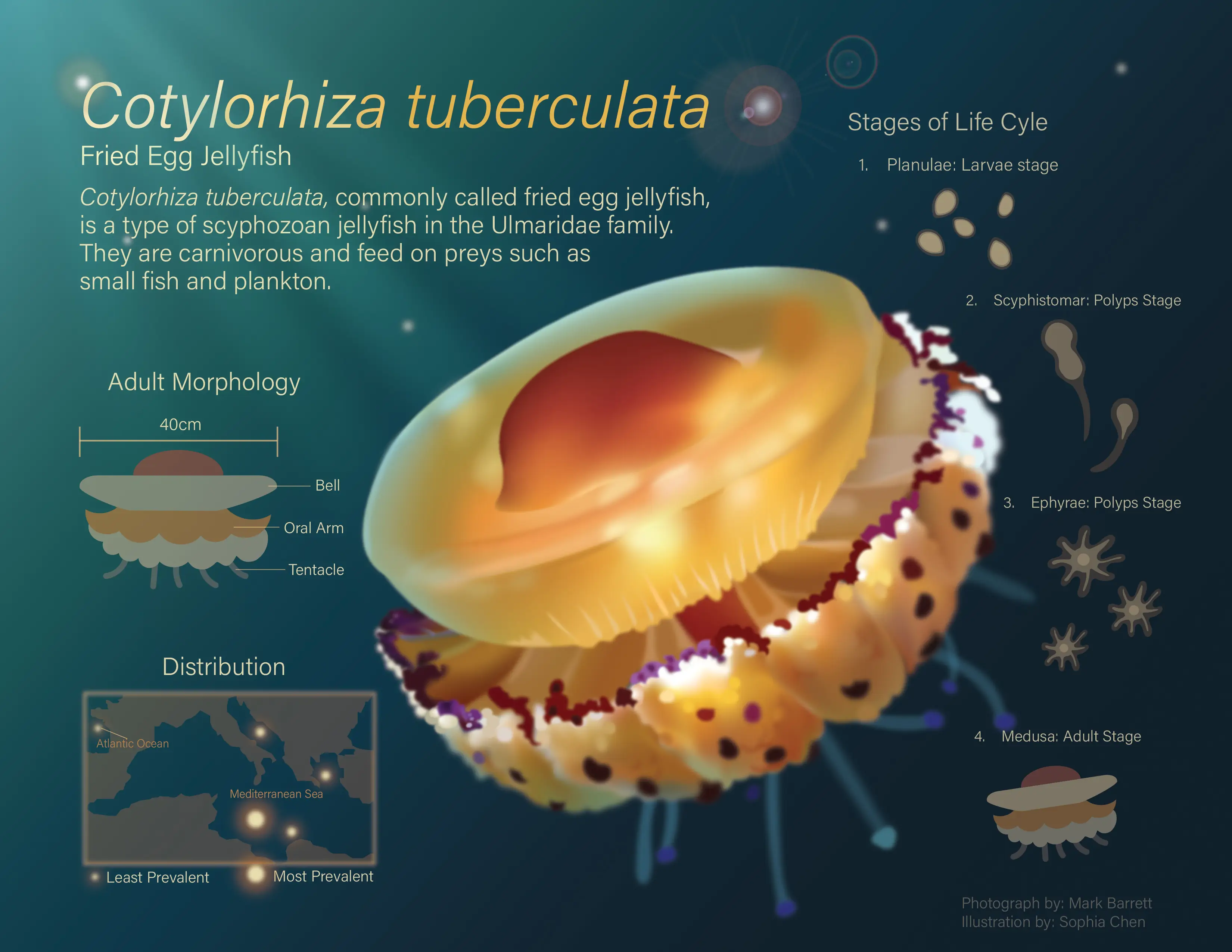 Cotylorhiza tuberculata - Adobe Illustrator, 2024